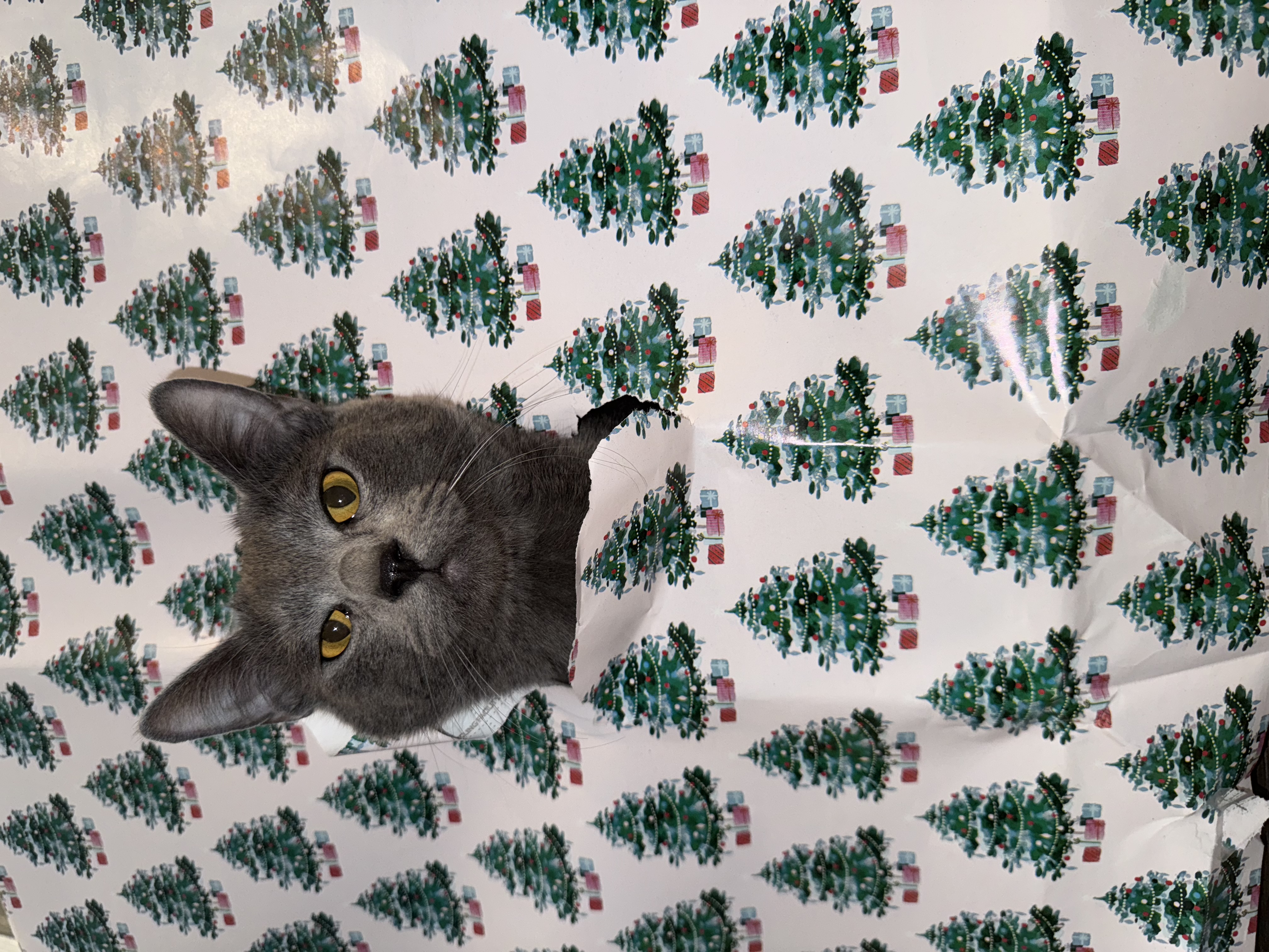 Slate the cat